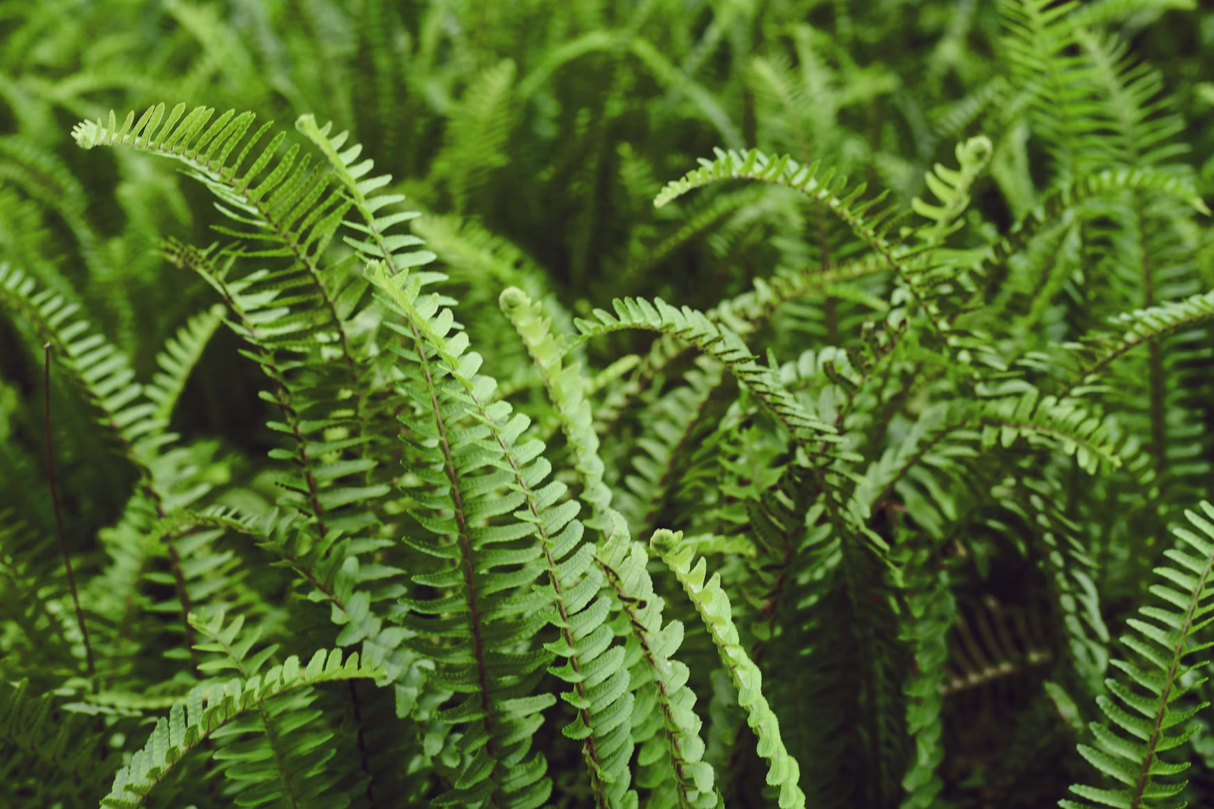 Boston fern
