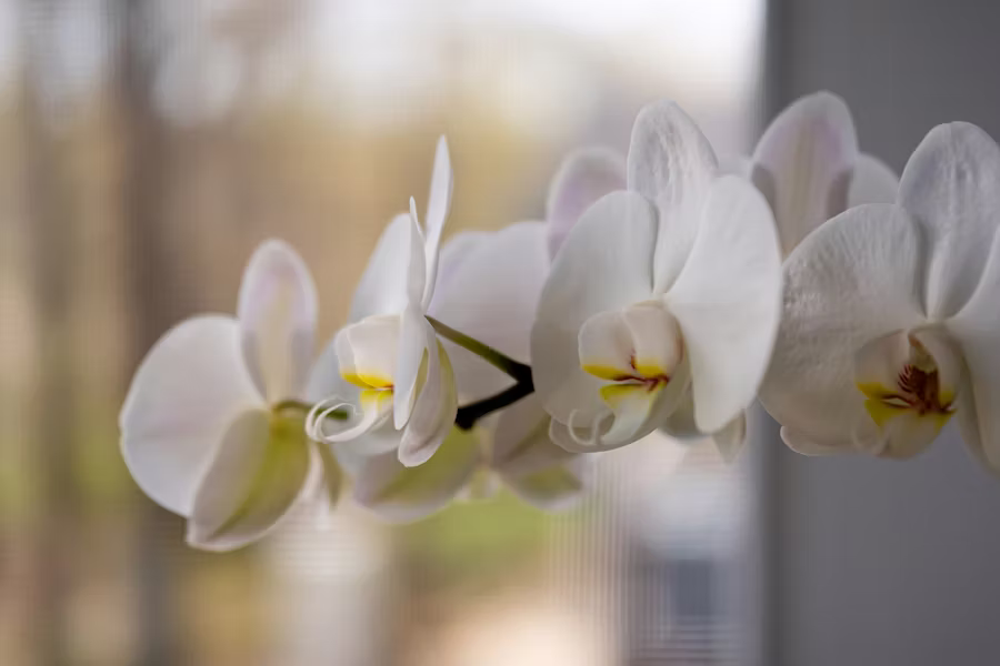 Moth orchid